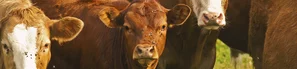 Kühe mit Fiegen am Kopf Kühe mit Fliegen am Kopf | © Andermatt BioVet AG
