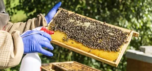 Oxuvar auf Bienenwabe sprühen | © Andermatt BioVet AG