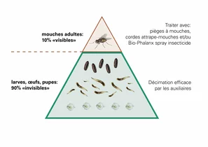 Diagramm Fliegeneisberg französisch | © Andermatt BioVet AG