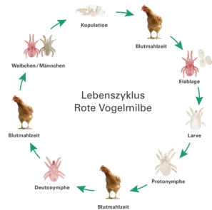 Lebenszyklus rote Vogelmilbe deutsch | © Andermatt BioVet AG