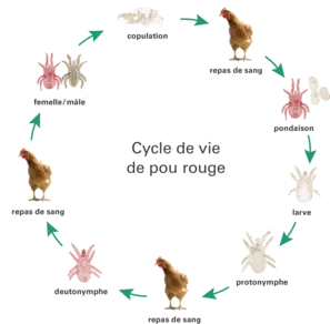 Lebenszyklus rote Vogelmilbe französisch | © Andermatt BioVet AG