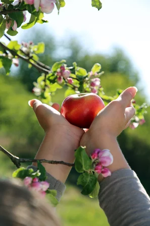 Roter Apfel mit Händen umrahmt | © Andermatt BioVet AG