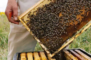 Bienenwaben | © Andermatt BioVet AG