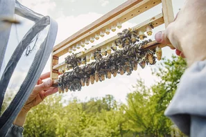 Bienenwaben in die Luft gehalten | © Andermatt BioVet AG